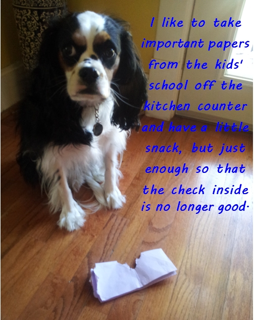 2013-10-28 Gussie Dog Shaming.jpg